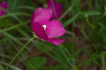 Woodland poppymallow